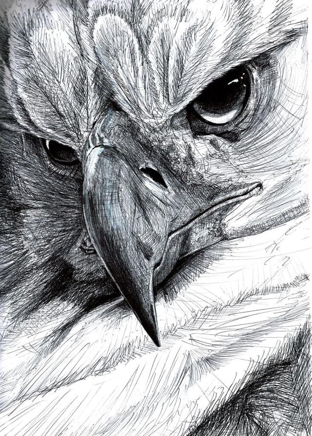 Láminas de animales