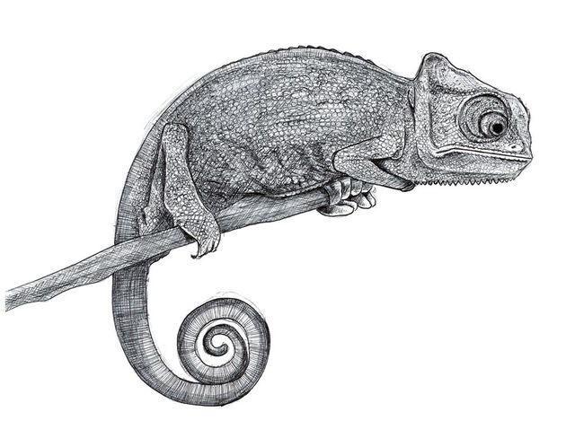 Láminas de animales