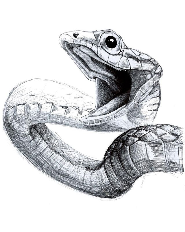 Láminas de animales