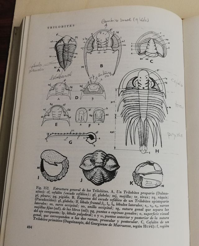 Paleontología, T. I: Parte general e Invertebrados