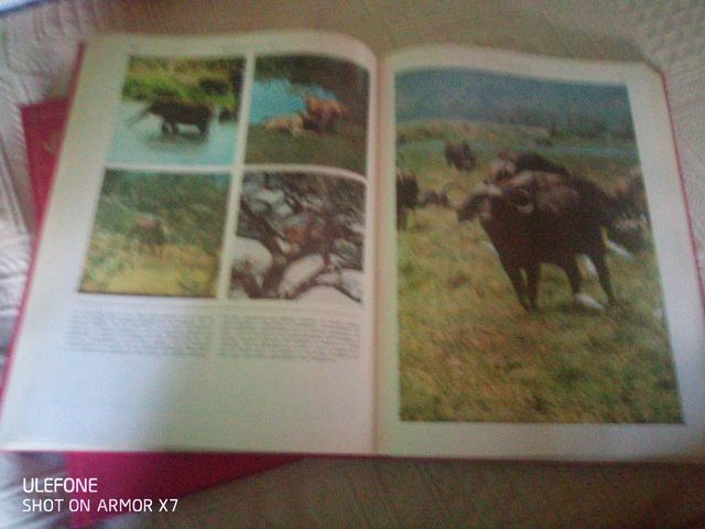 Enciclopedia de la caza