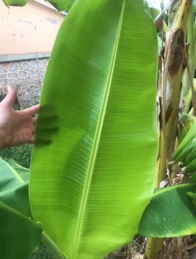 Hojas de platanera frescas