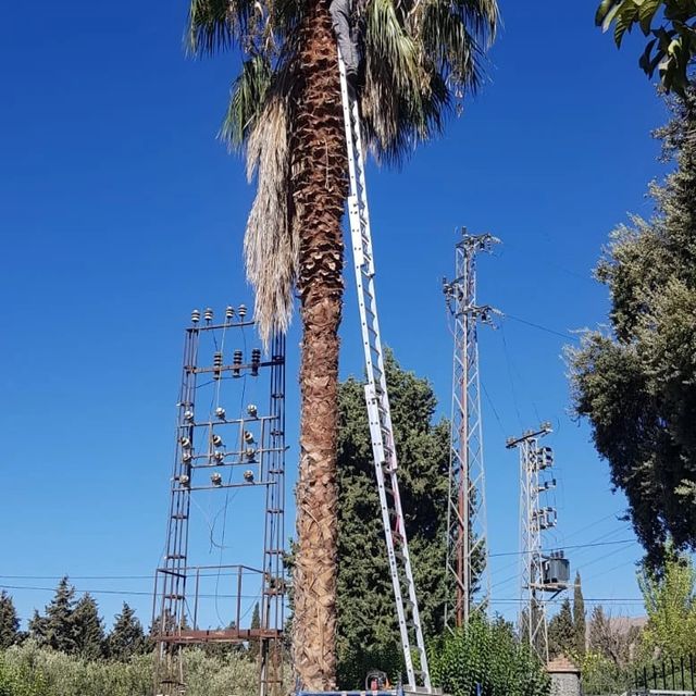 Jardinero experto en Palmeras