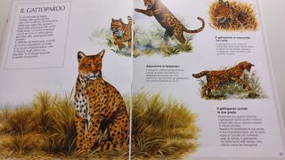 gli animali feroci
