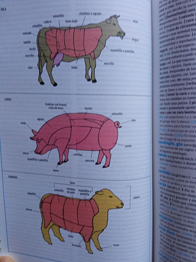 diccionario avanzado