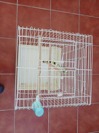 Jaula 
