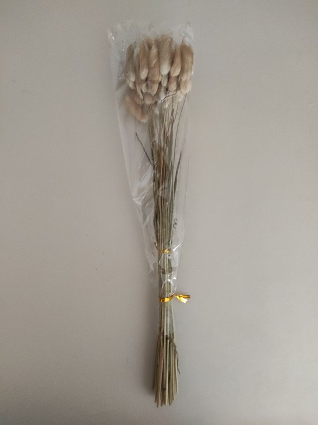 Ramo de flores secas de hierba de cola de conejo