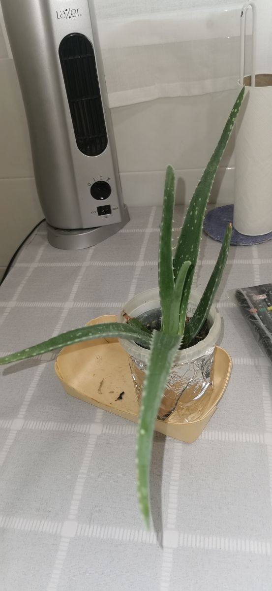 aloe vera