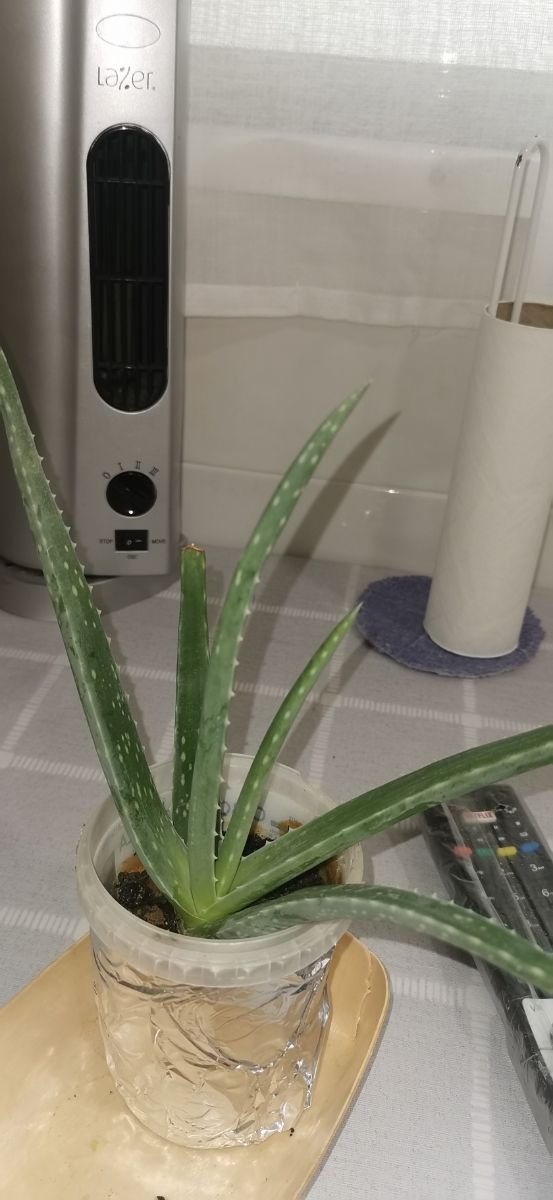 aloe vera