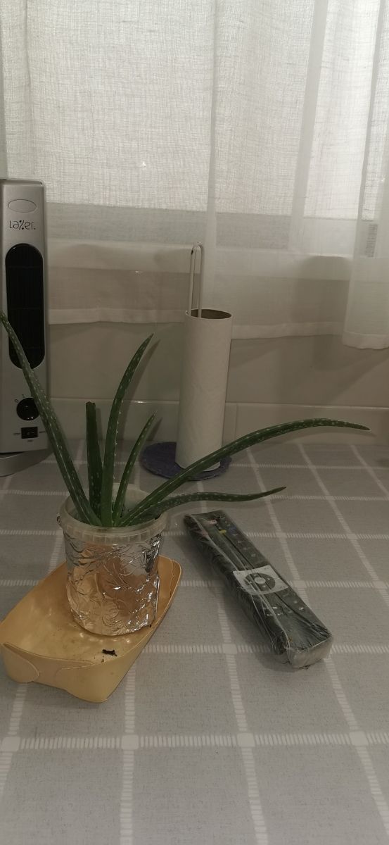 aloe vera