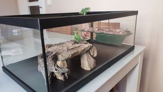 acuaterrario tortugas tortum