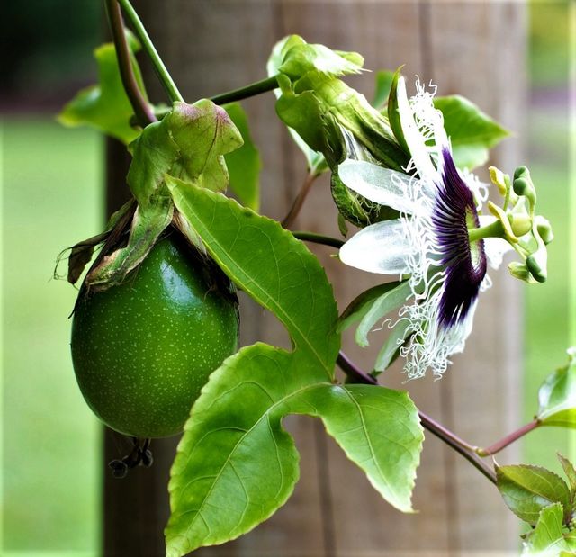 Plantón de PASSIFLORA edulis