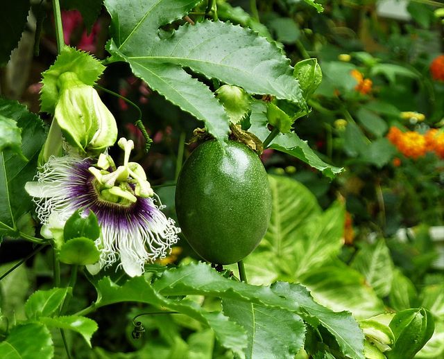 Plantón de PASSIFLORA edulis