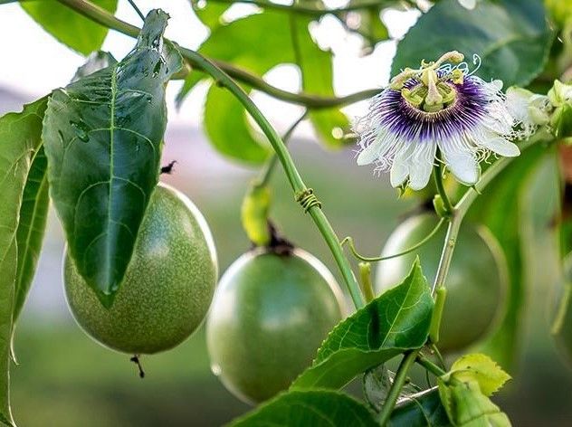 Plantón de PASSIFLORA edulis