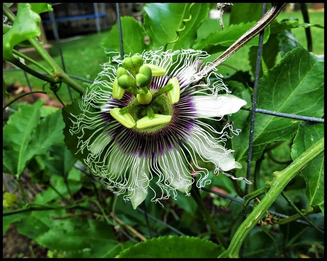 Plantón de PASSIFLORA edulis