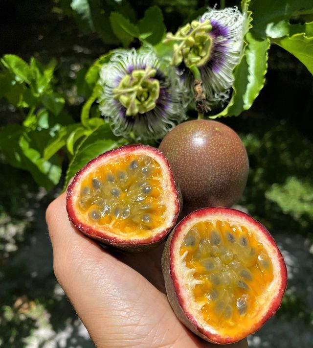 Plantón de PASSIFLORA edulis