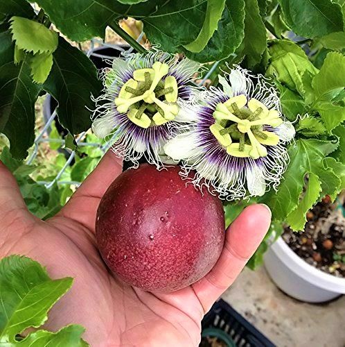 Plantón de PASSIFLORA edulis