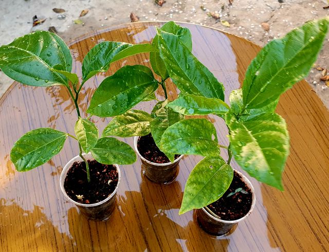 Plantón de PASSIFLORA edulis