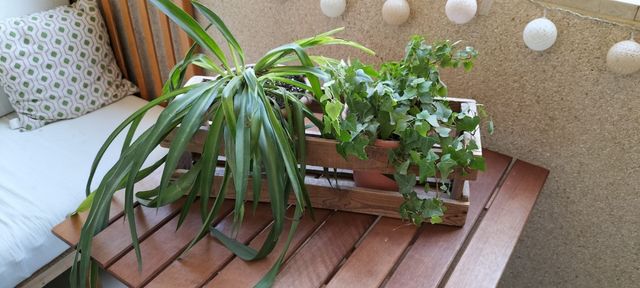 Cajón de madera antiguo macetero