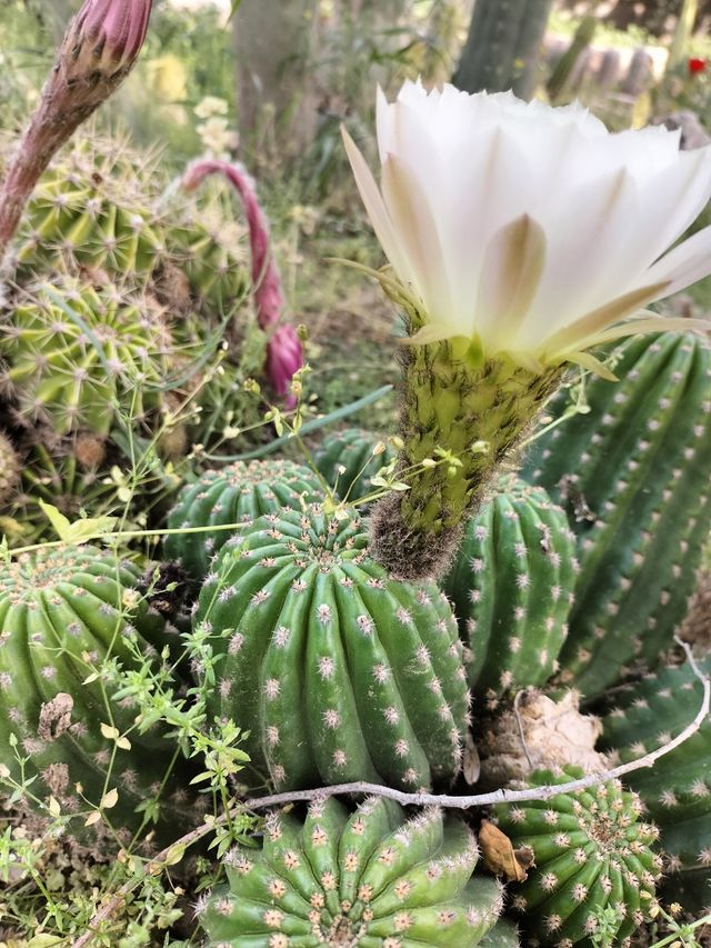 Talee trichocereus ibride