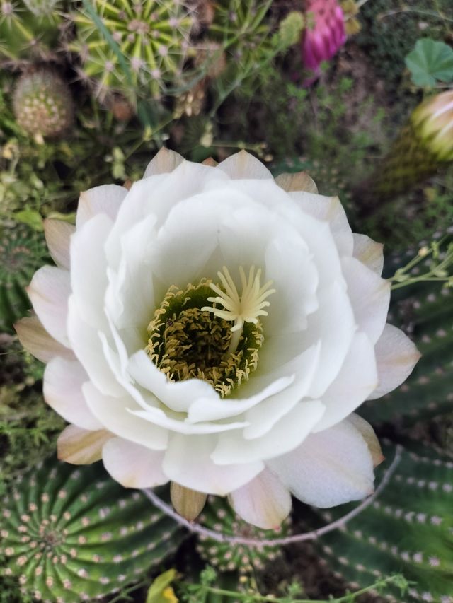 Talee trichocereus ibride