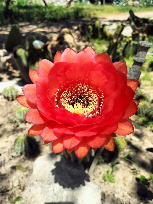 Talee trichocereus ibride