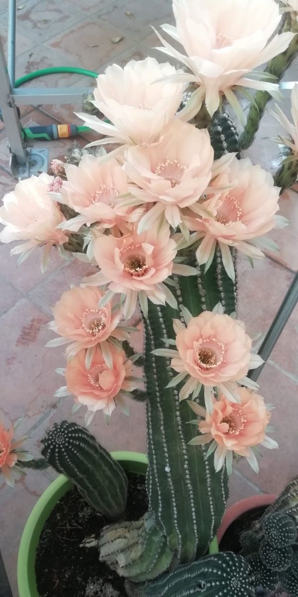 Talee trichocereus ibride