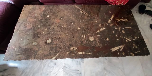 mesa de centro de fósiles de Erfoud 