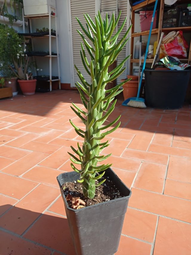 Cactus Upuntia Sulubata