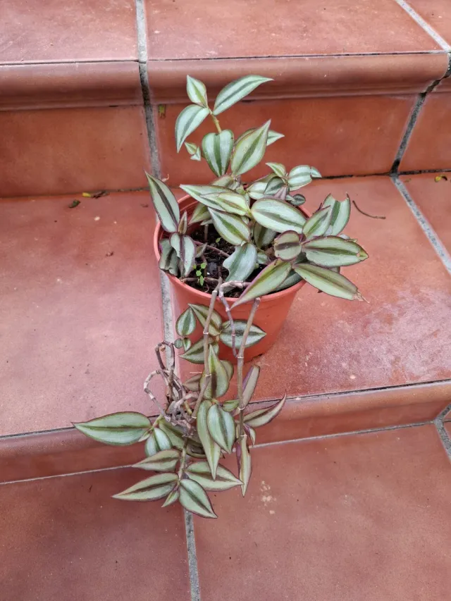 Tradescantia Zebrina