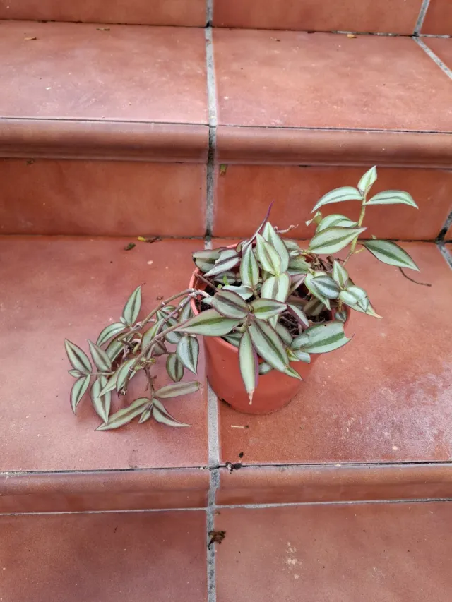 Tradescantia Zebrina
