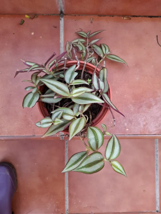 Tradescantia Zebrina