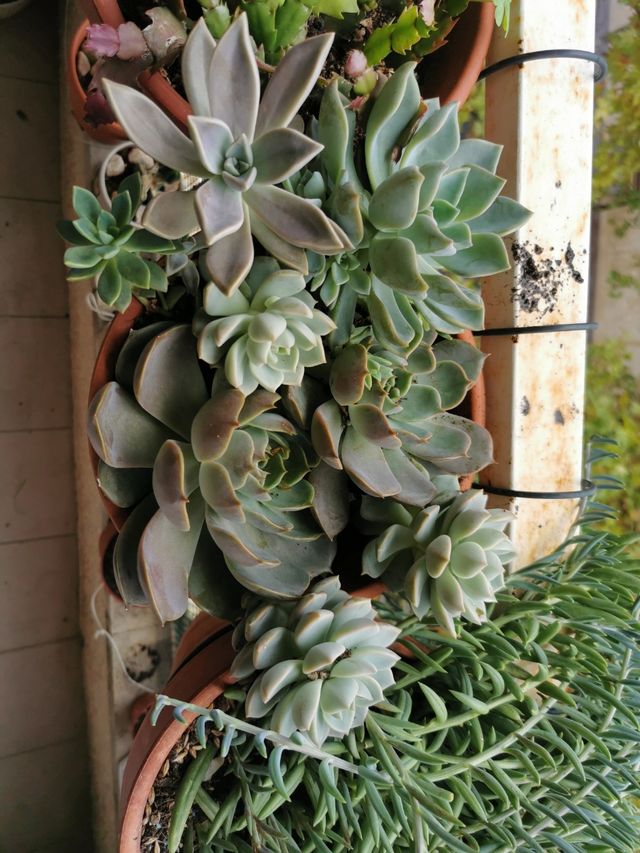 Collage de suculentas Rosas