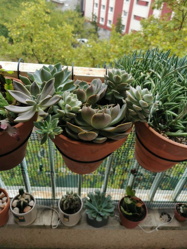 Collage de suculentas Rosas