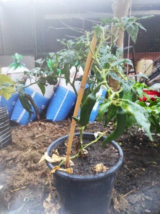 maceta grande de chiles picante