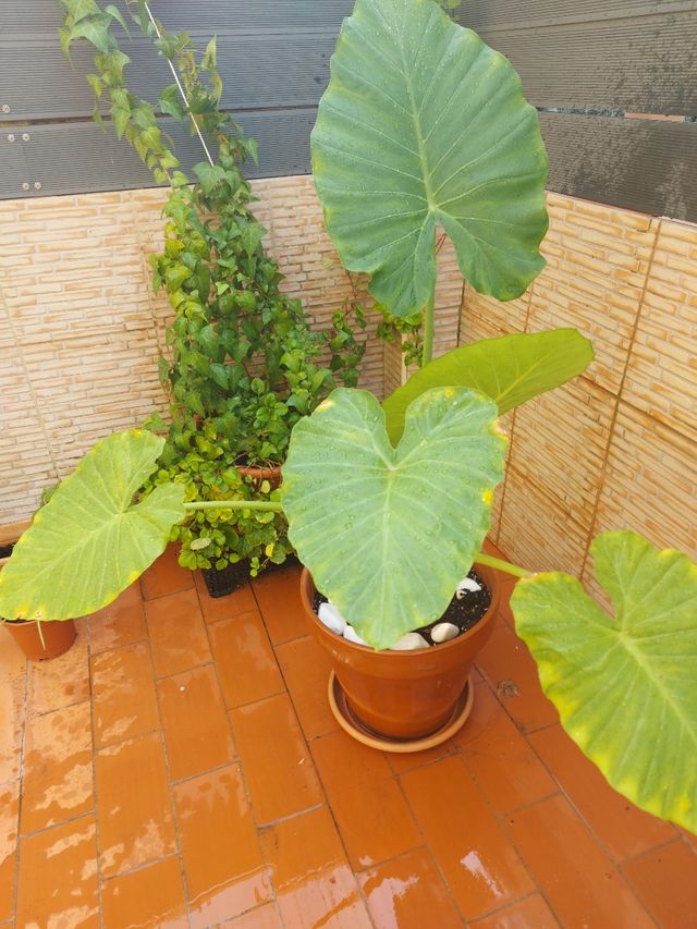 maceta marquesa 30 euros tiestos cerámica 