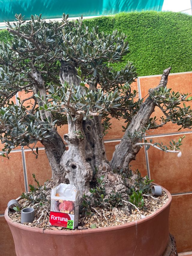 Bonsai acebuche
