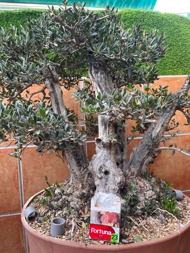 Bonsai acebuche