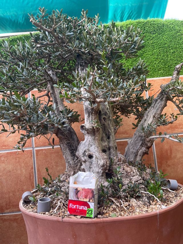 Bonsai acebuche