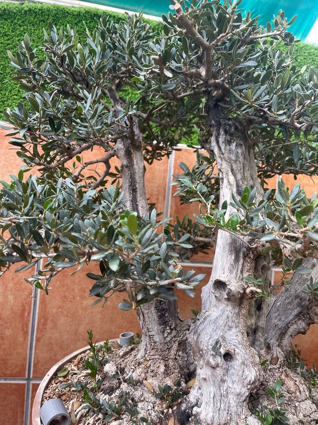 Bonsai acebuche