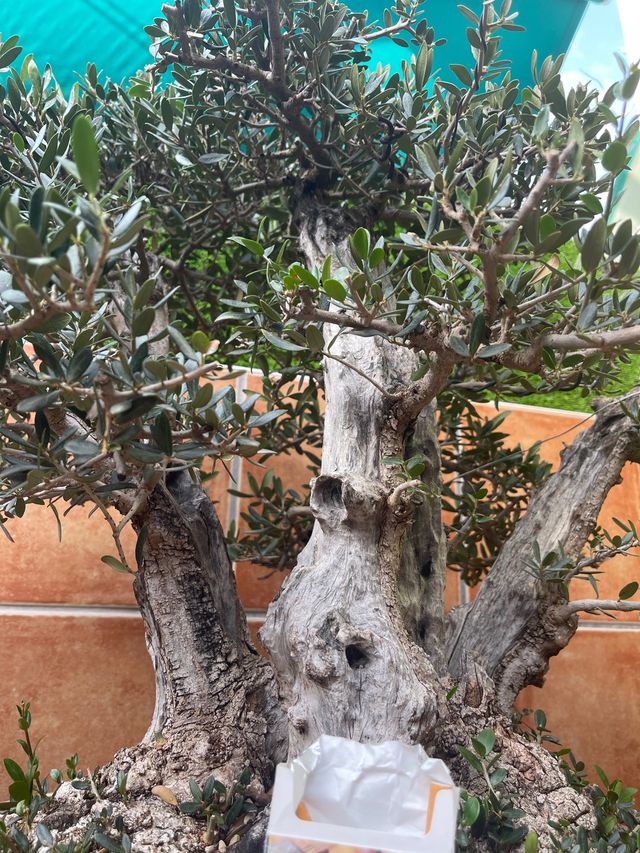 Bonsai acebuche