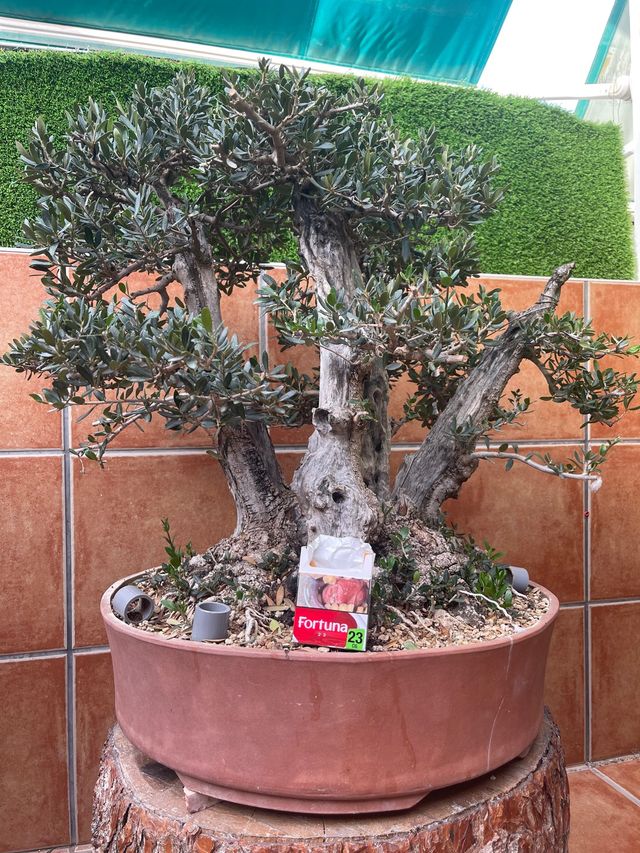 Bonsai acebuche