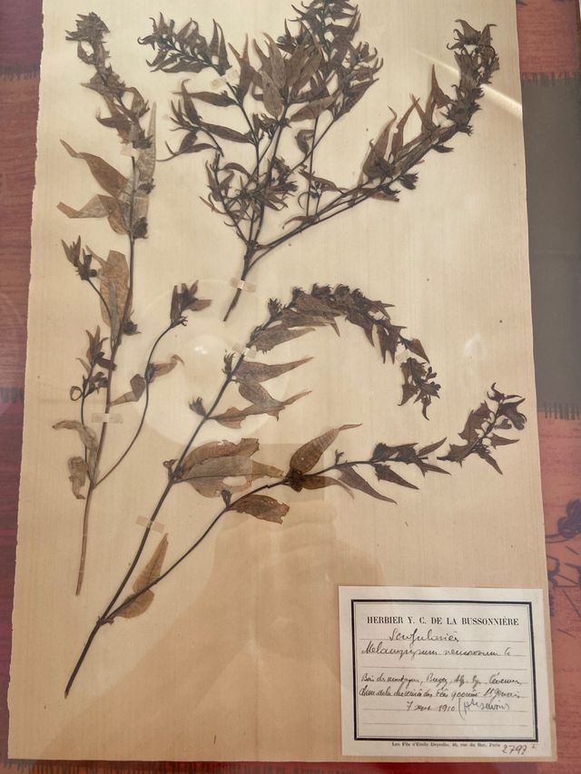 Antiguos , herbolario 1909certificados Fr,(68x50 )