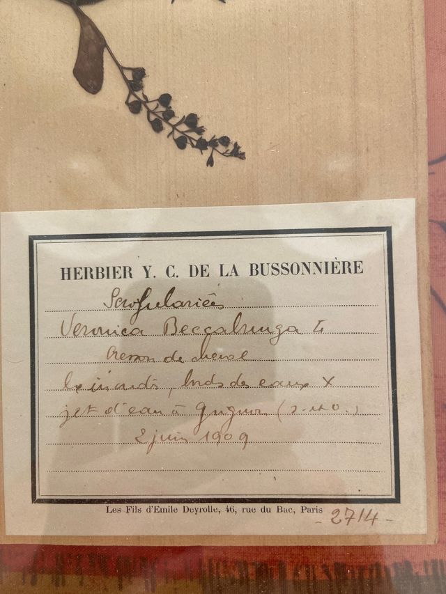Antiguos , herbolario 1909certificados Fr,(68x50 )