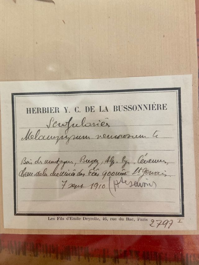 Antiguos , herbolario 1909certificados Fr,(68x50 )