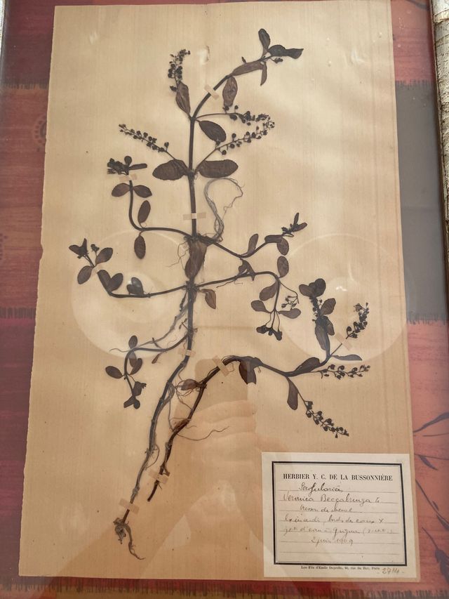 Antiguos , herbolario 1909certificados Fr,(68x50 )