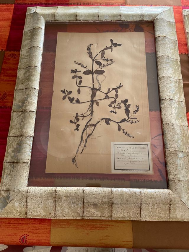 Antiguos , herbolario 1909certificados Fr,(68x50 )