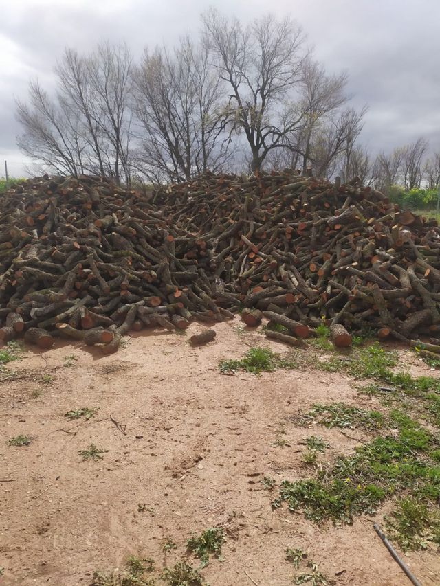 leña carrasco y oliva