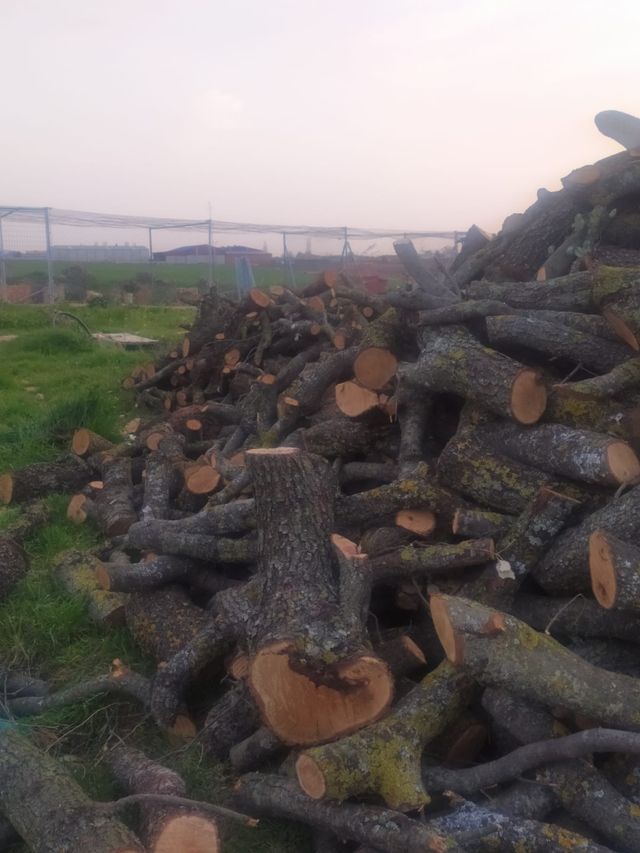 leña carrasco y oliva