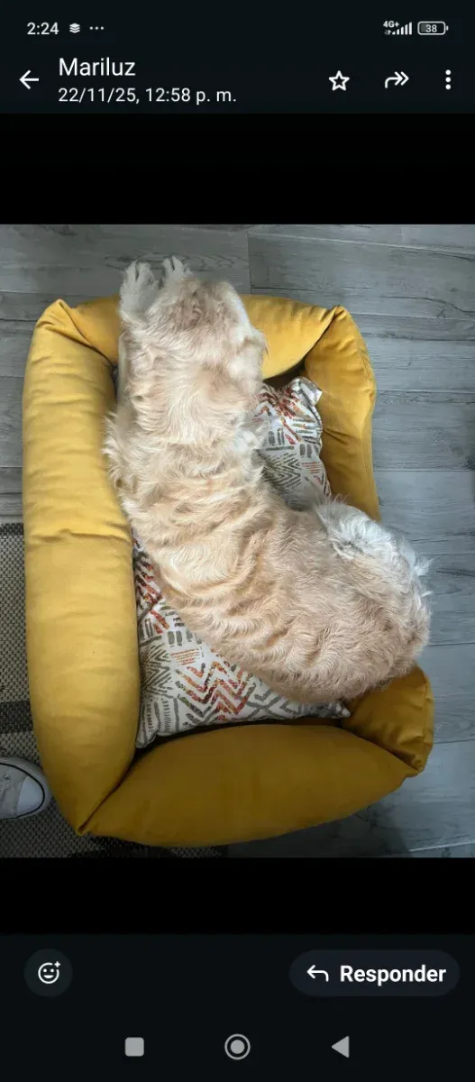 Nueva  XXL tu mascota es grande ?? Pues está es